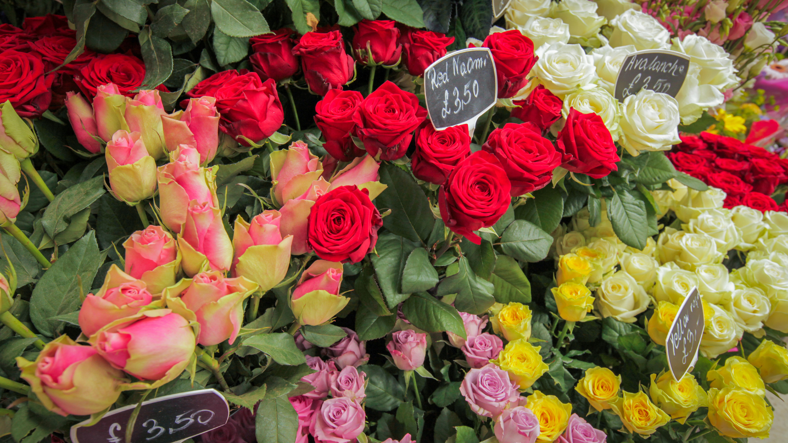 Roses for sale on the flower stand at Victoria train station in London.